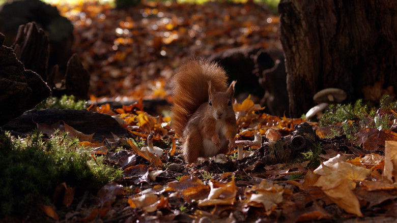 кадр из фильма Wild Tales From The Village