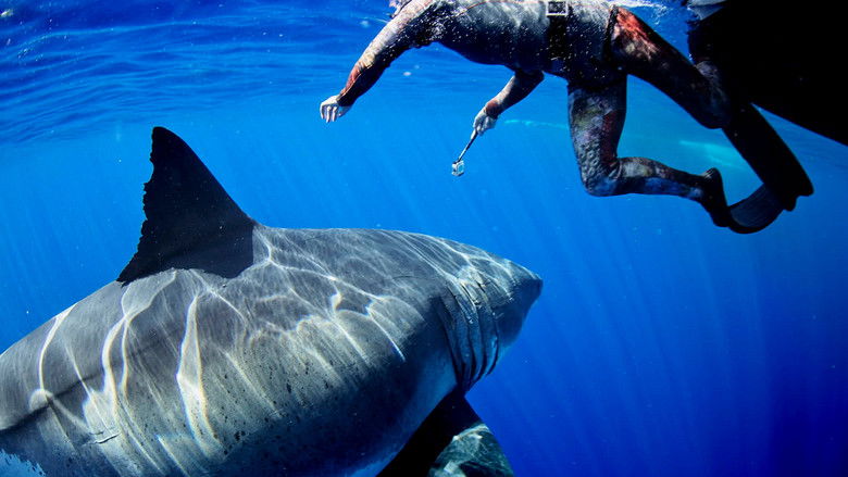 кадр из фильма Most Wanted Sharks