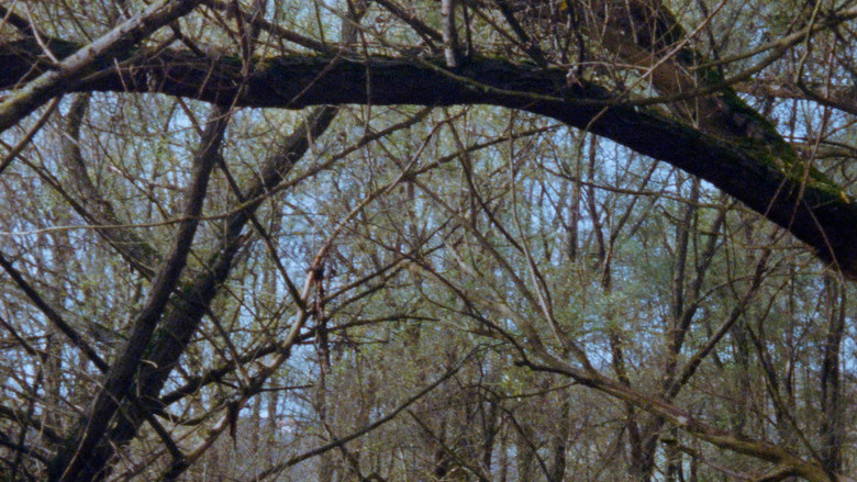 кадр из фильма Obzornik 670 – Rdeči gozdovi