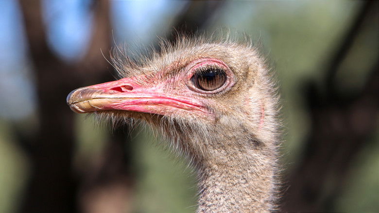 кадр из фильма Strangest Bird Alive