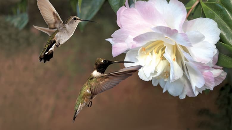 кадр из фильма First Flight: A Mother Hummingbird's Story