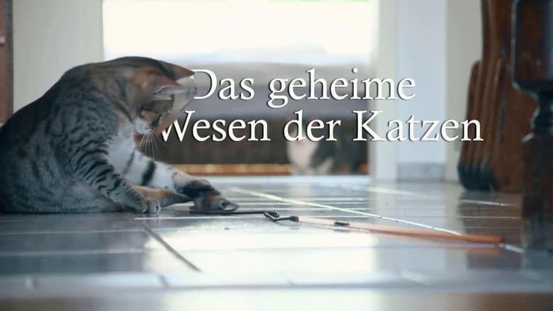 кадр из фильма Das geheime Wesen der Katzen