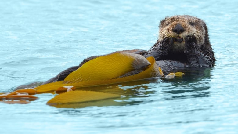 кадр из фильма Big Sur: Wild California