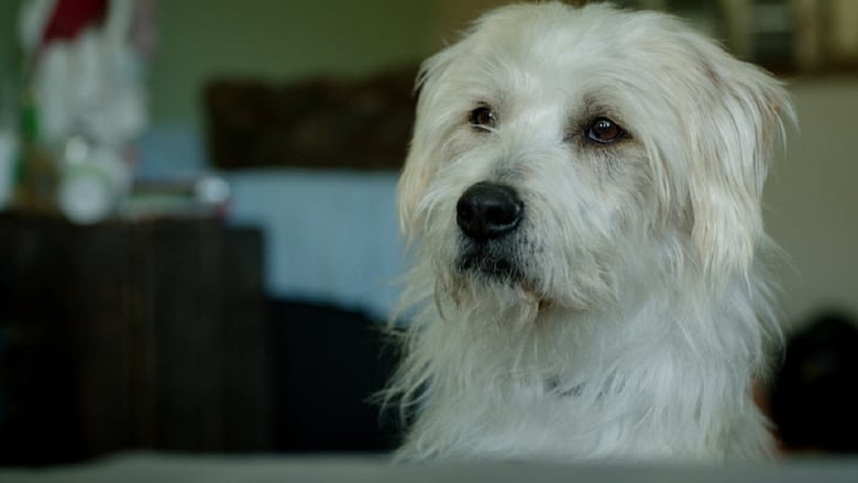 кадр из фильма Dog Bowl