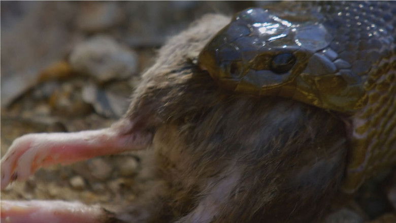 кадр из фильма Snake Island: Wild & Deadly