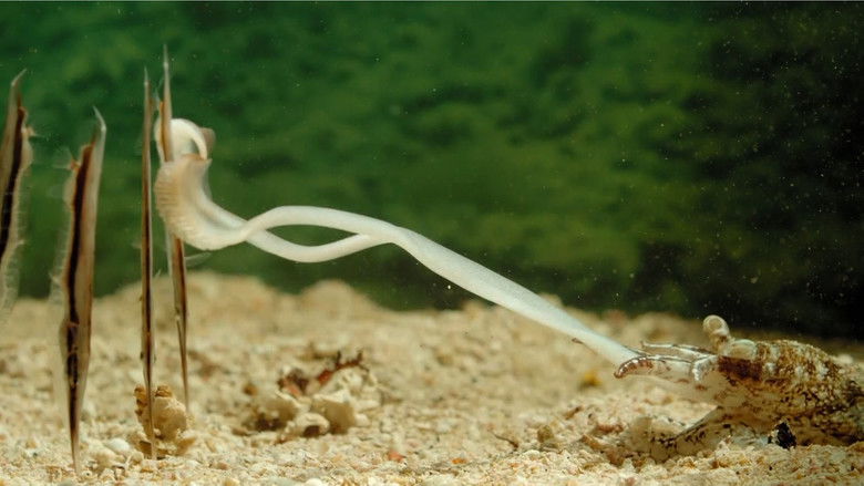 кадр из фильма Incredible Fish