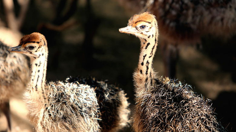 кадр из фильма Strangest Bird Alive