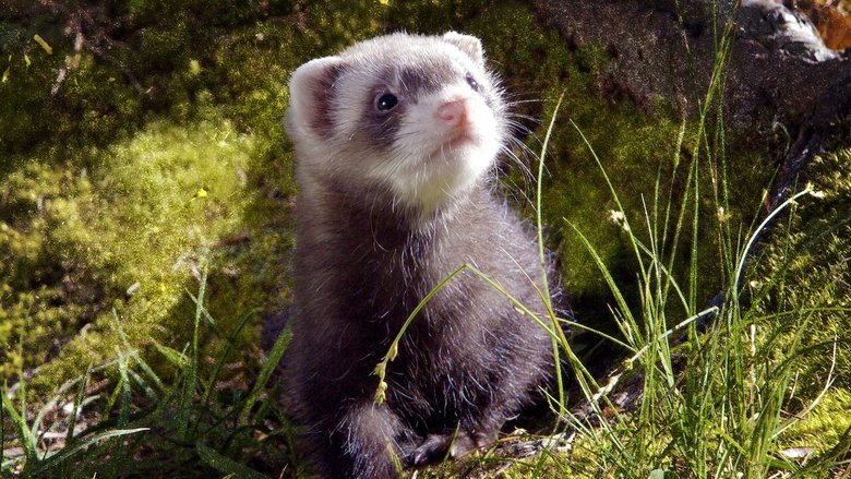 кадр из фильма Lungau - Wildnis im Herzen der Tauern