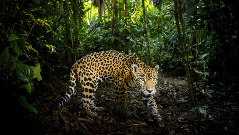 Dans le secret des félins
