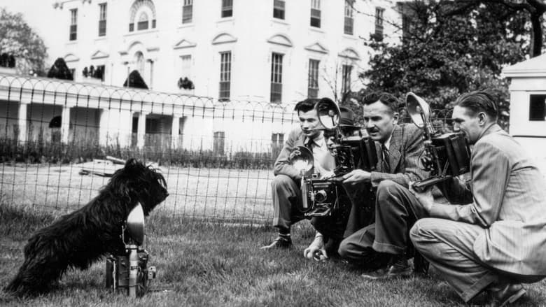 кадр из фильма Die Hunde der Mächtigen - und eine Katze