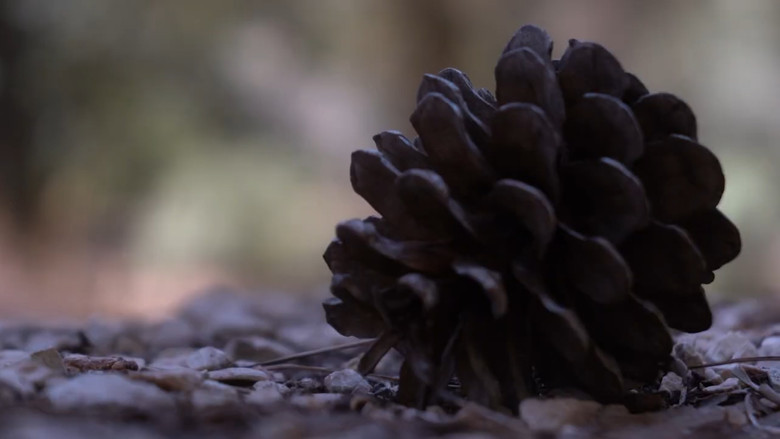 кадр из фильма LOST