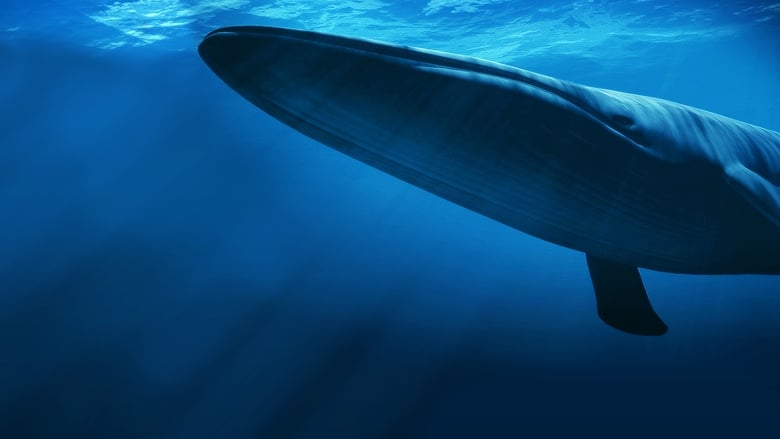 кадр из фильма Kingdom of the Blue Whale