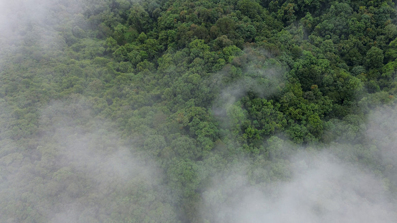 кадр из фильма El bosque entre la niebla