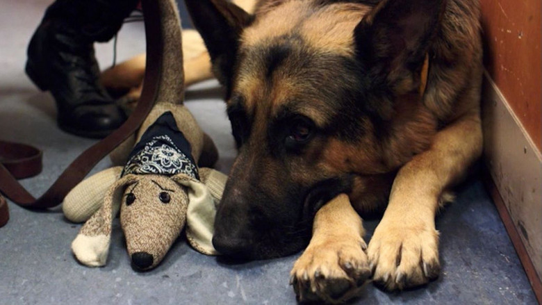 кадр из фильма Dancer and the Dame