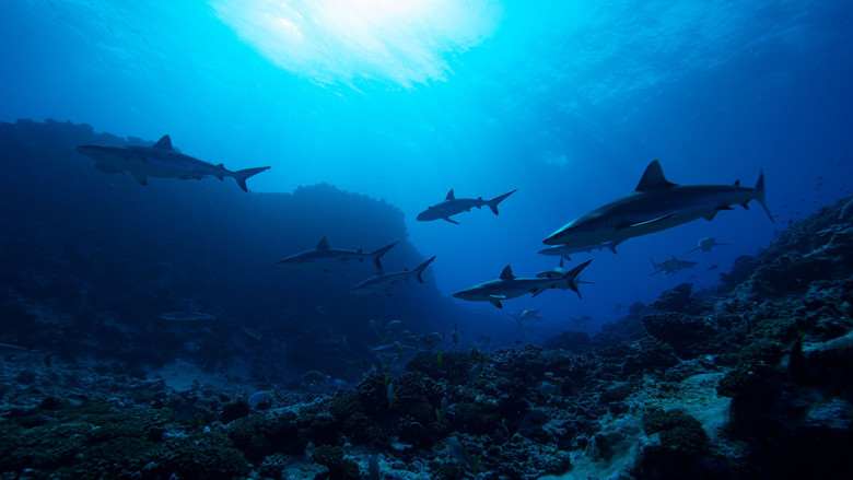 кадр из фильма Sharks vs. Dolphins: Blood Battle