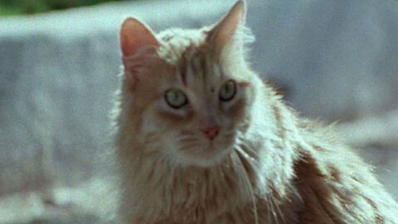 кадр из фильма Sete Vidas