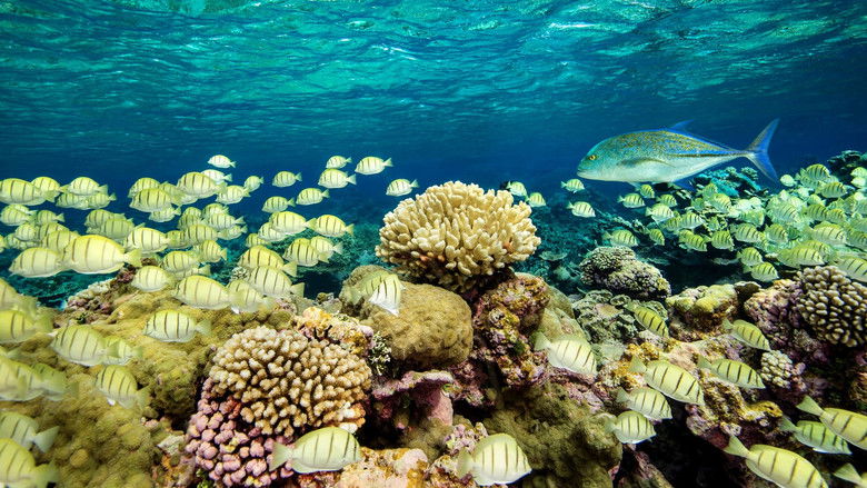 кадр из фильма Ocean Paradise