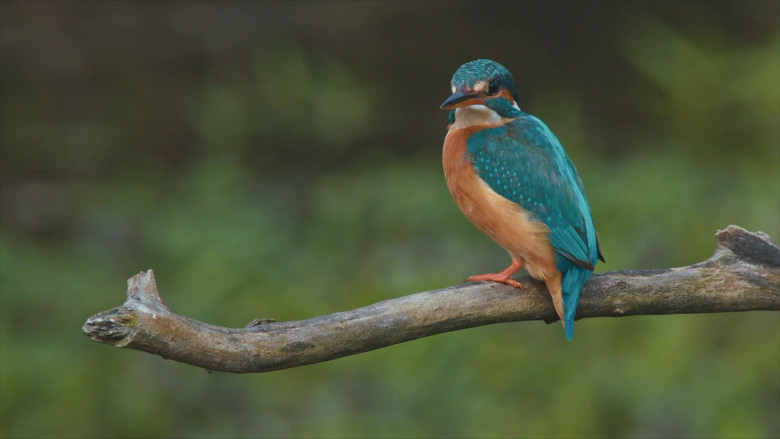 кадр из фильма Wild Venice