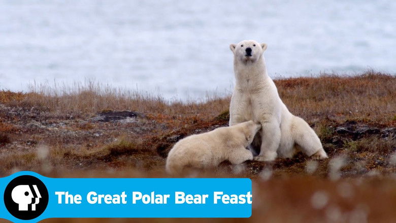 кадр из фильма The Great Polar Bear Feast