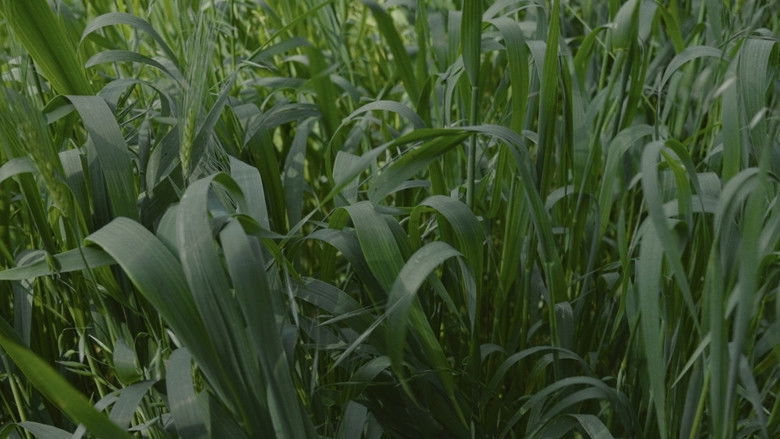 кадр из фильма Para atrapar el viento