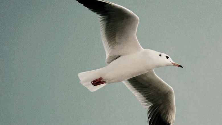 кадр из фильма Apartamento 62