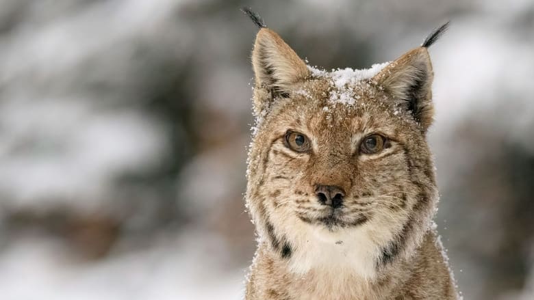 кадр из фильма Transylvanie, un bestiaire fantastique