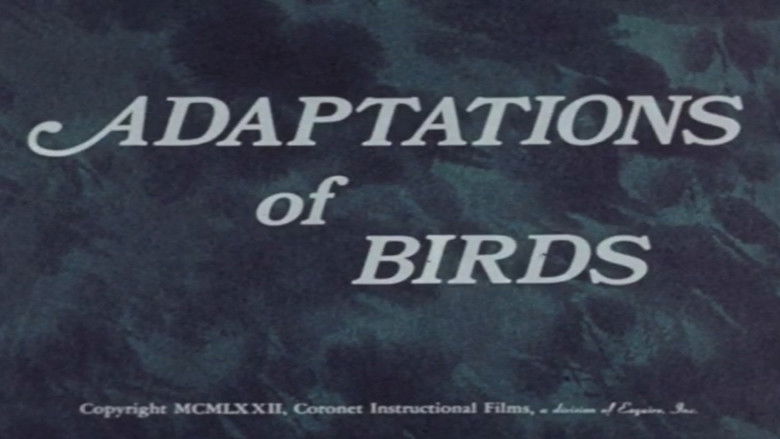 кадр из фильма Adaptations of Birds