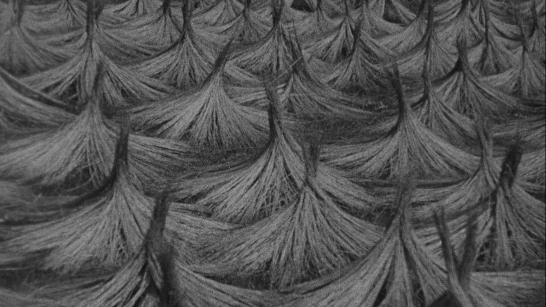 кадр из фильма Zem spieva