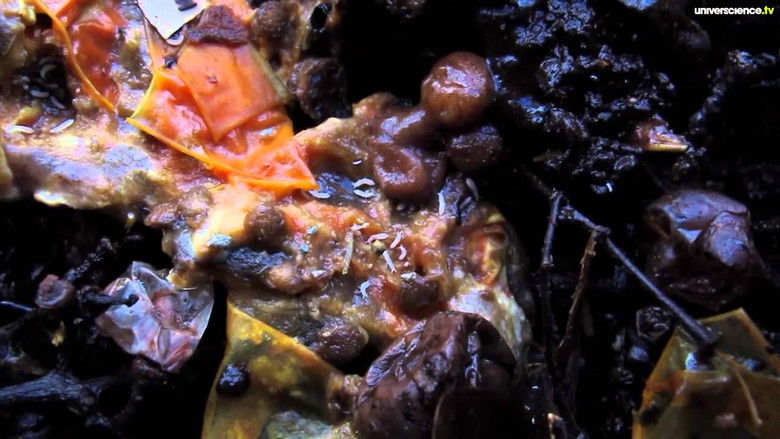 кадр из фильма La nuit du vivant, voyage au cœur de la pourriture