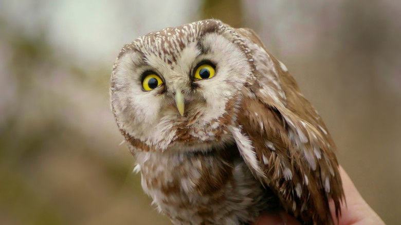 кадр из фильма Russlands versteckte Paradiese