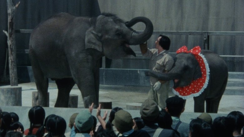 кадр из фильма 子象物語 地上に降りた天使