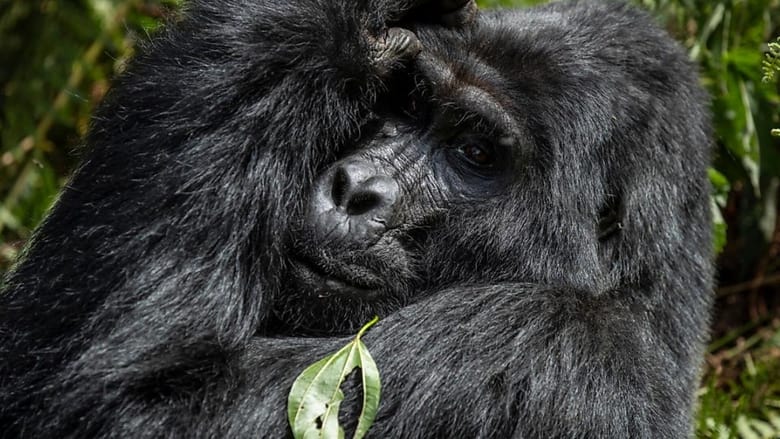 кадр из фильма Gorillas unter Stress