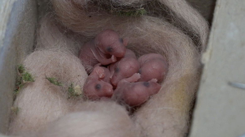 кадр из фильма Mice of Rietveld