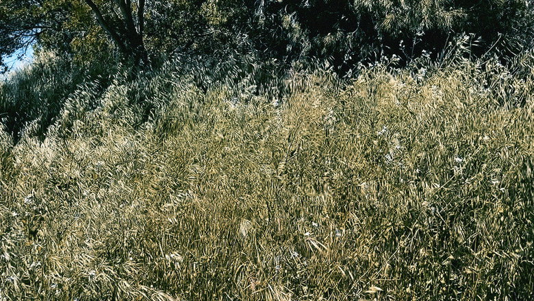 кадр из фильма Sol Summer