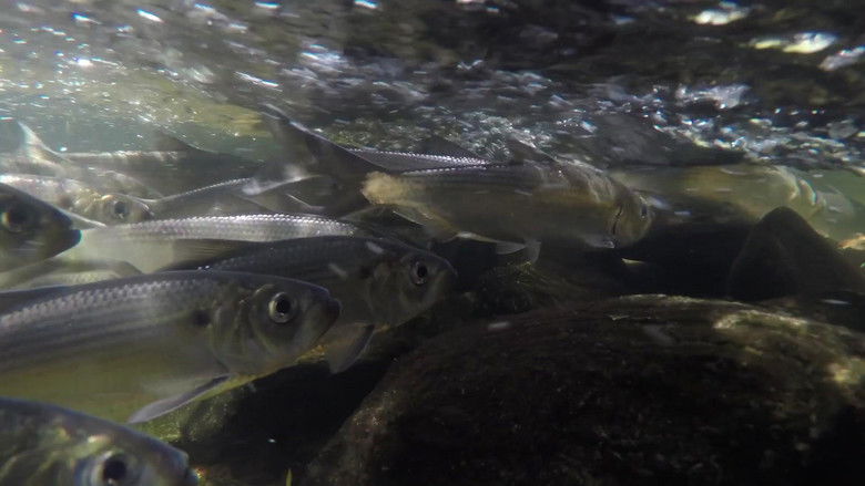 кадр из фильма Second Century Stewardship: Acadia National Park