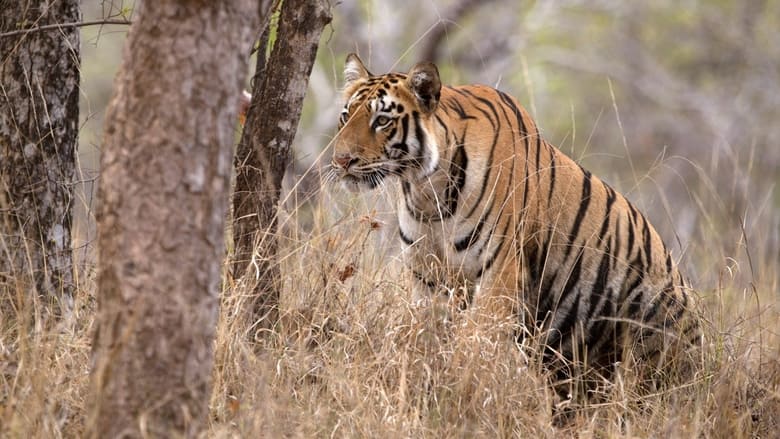 кадр из фильма Tigress Blood