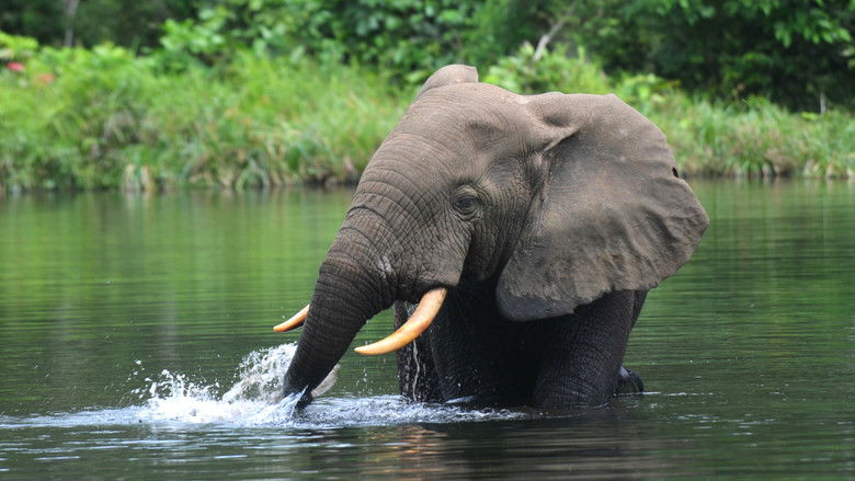 кадр из фильма Silent Forests