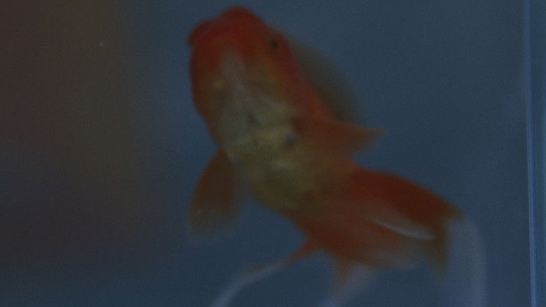 кадр из фильма πως πεθαίνουν τα χρυσόψαρα