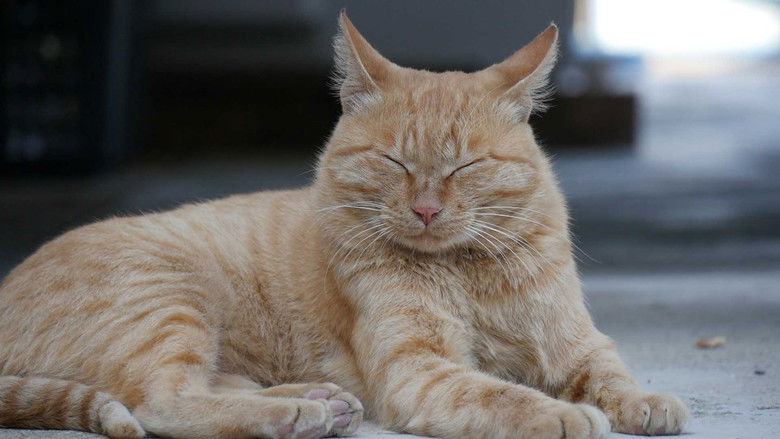 кадр из фильма 나는 고양이로소이다