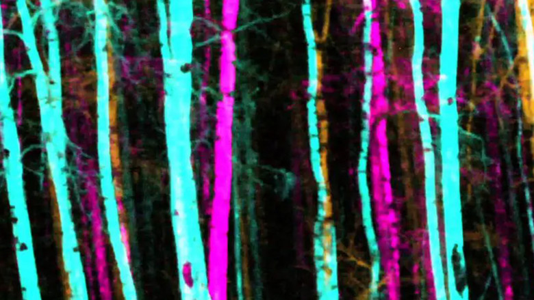 кадр из фильма Thompson