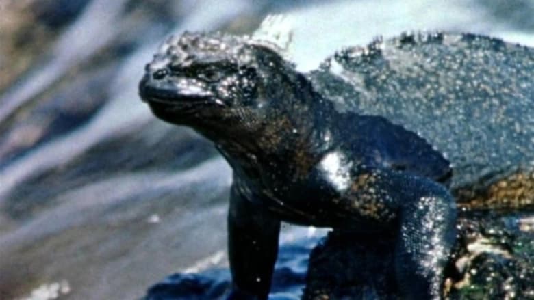 кадр из фильма Islands of the Sea