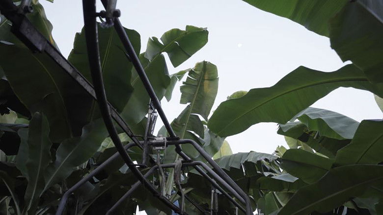 кадр из фильма The Inner Life of Exterior Plants