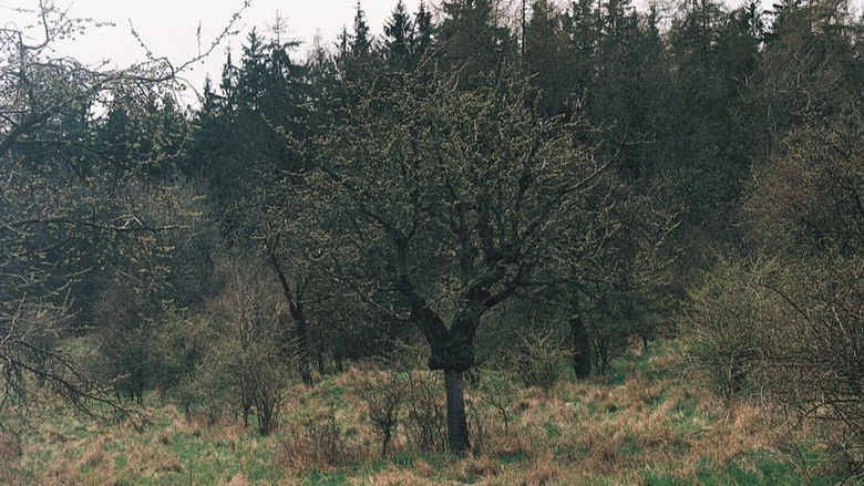 кадр из фильма Takovéhle jaro snad ještě nebylo