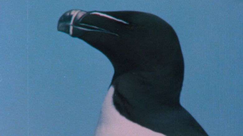 кадр из фильма Pohjoisten metsien äänet