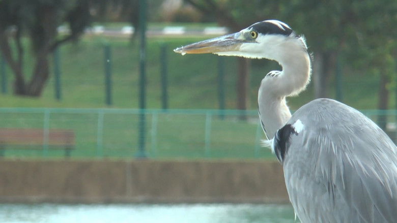 кадр из фильма Birds of a Feather Flock Together