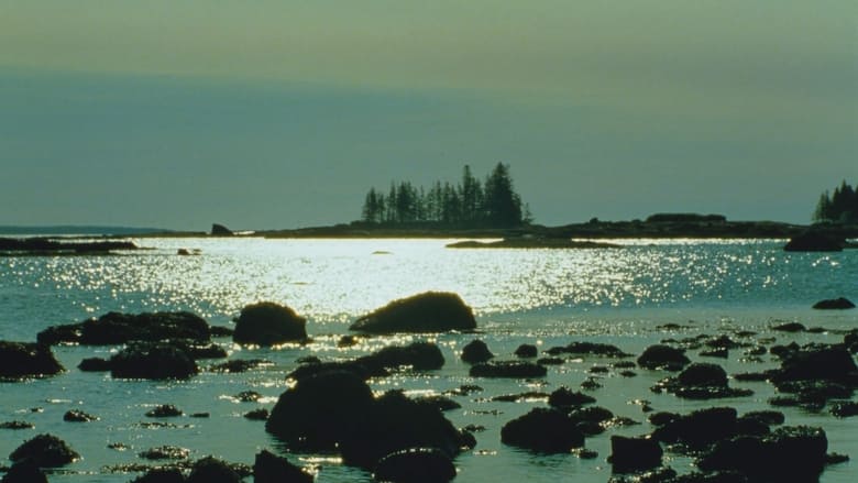 кадр из фильма Tide Pools