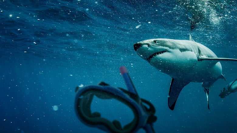 кадр из фильма Спасённые от акул