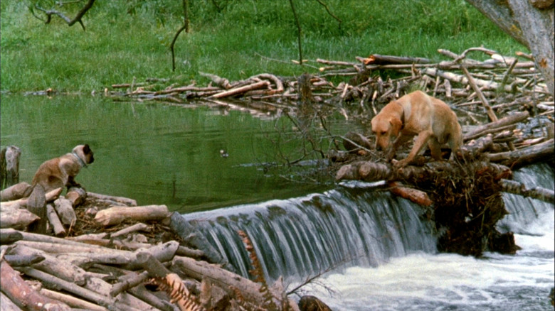 кадр из фильма Невероятное путешествие