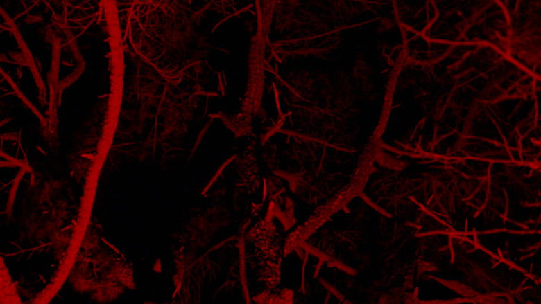 кадр из фильма Пожиратель птиц