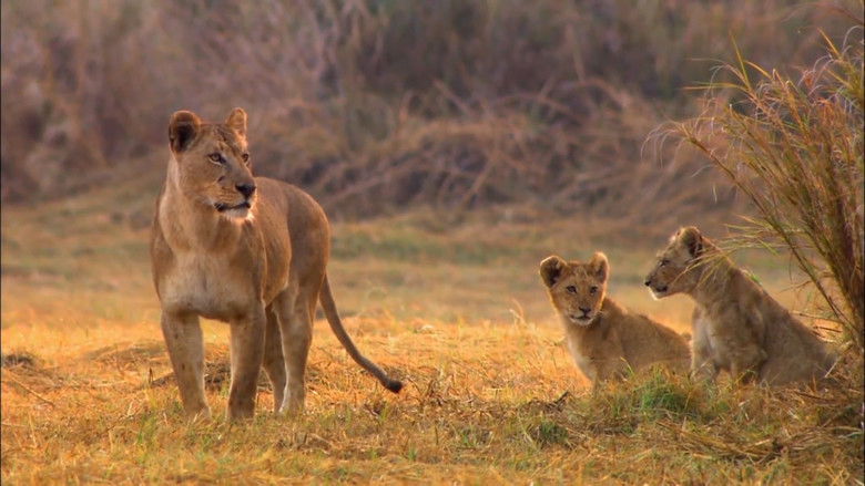 кадр из фильма Swamp Lions